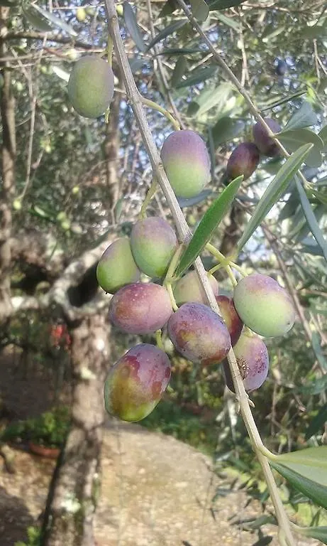 La Fattoria Di Nonna Eugenia Acomodação com café da manhã Lerici Itália